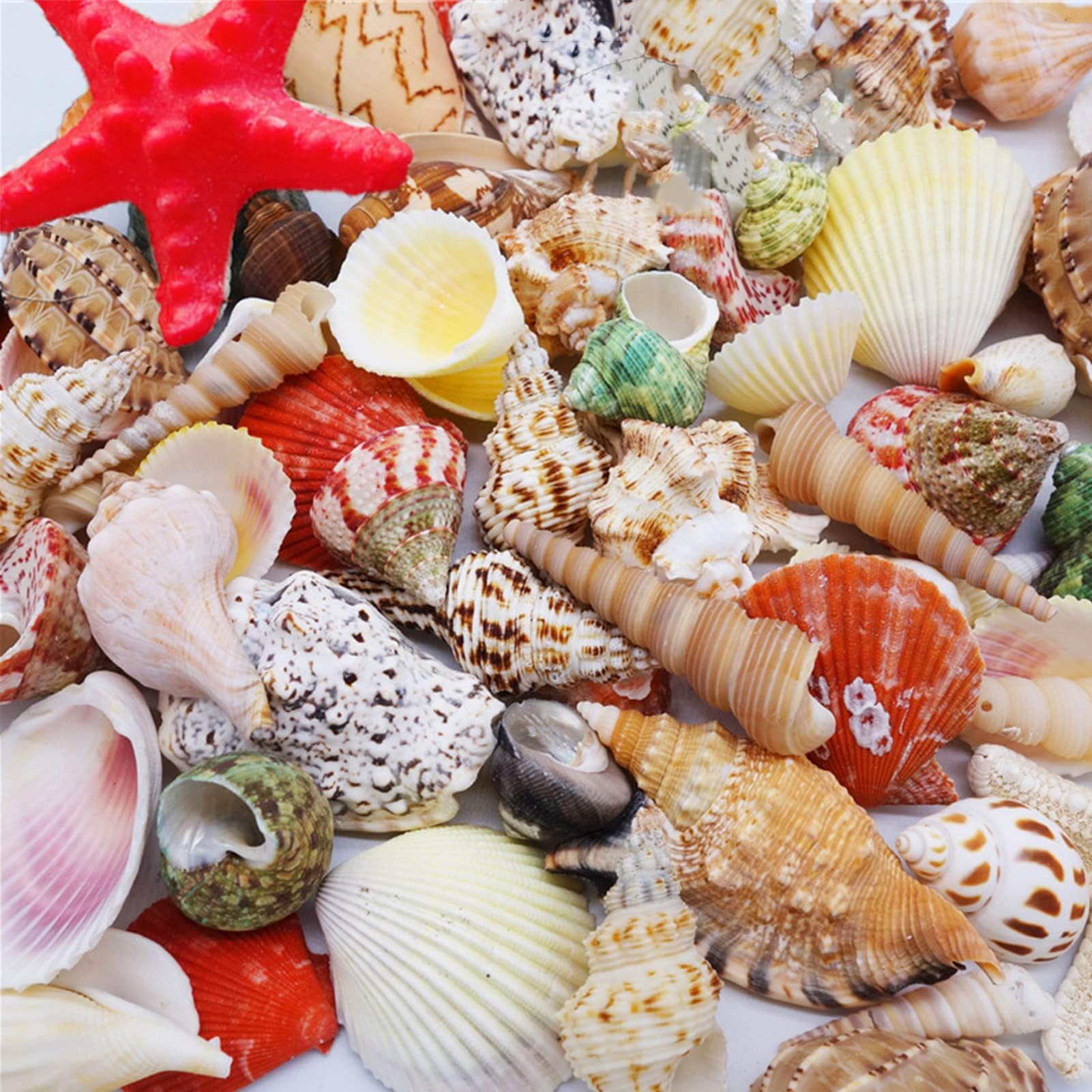 Mixed Beach Seashells, 1.2"-3.6" Natural Seashells for Candle Making，Home Decorations, Beach Theme Party Wedding Decor, DIY Crafts, Fish Tank and Vase Fillers.