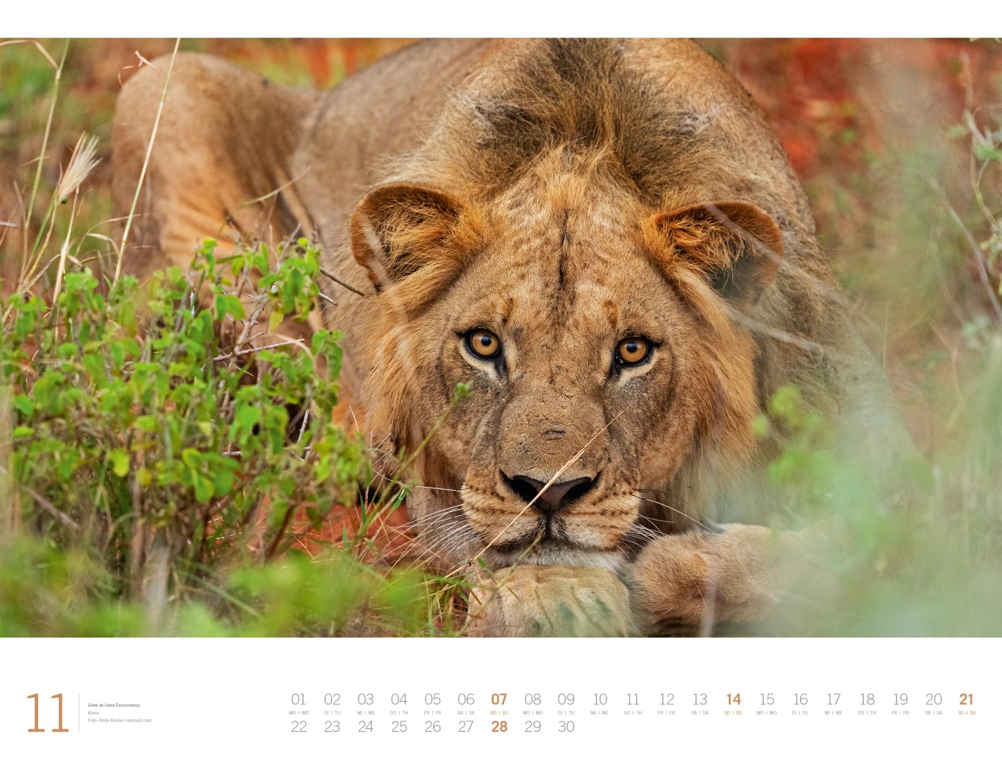 Afrika Gallery Kalender 2027: Bildgewaltiger Afrika-Kalender im großen Querformat (66x50 cm) | Tiere und Landschaft im Großformat