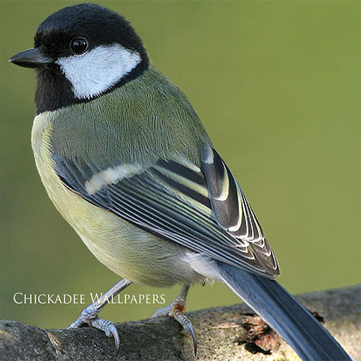Chickadee Wallpapers - App on Amazon Appstore
