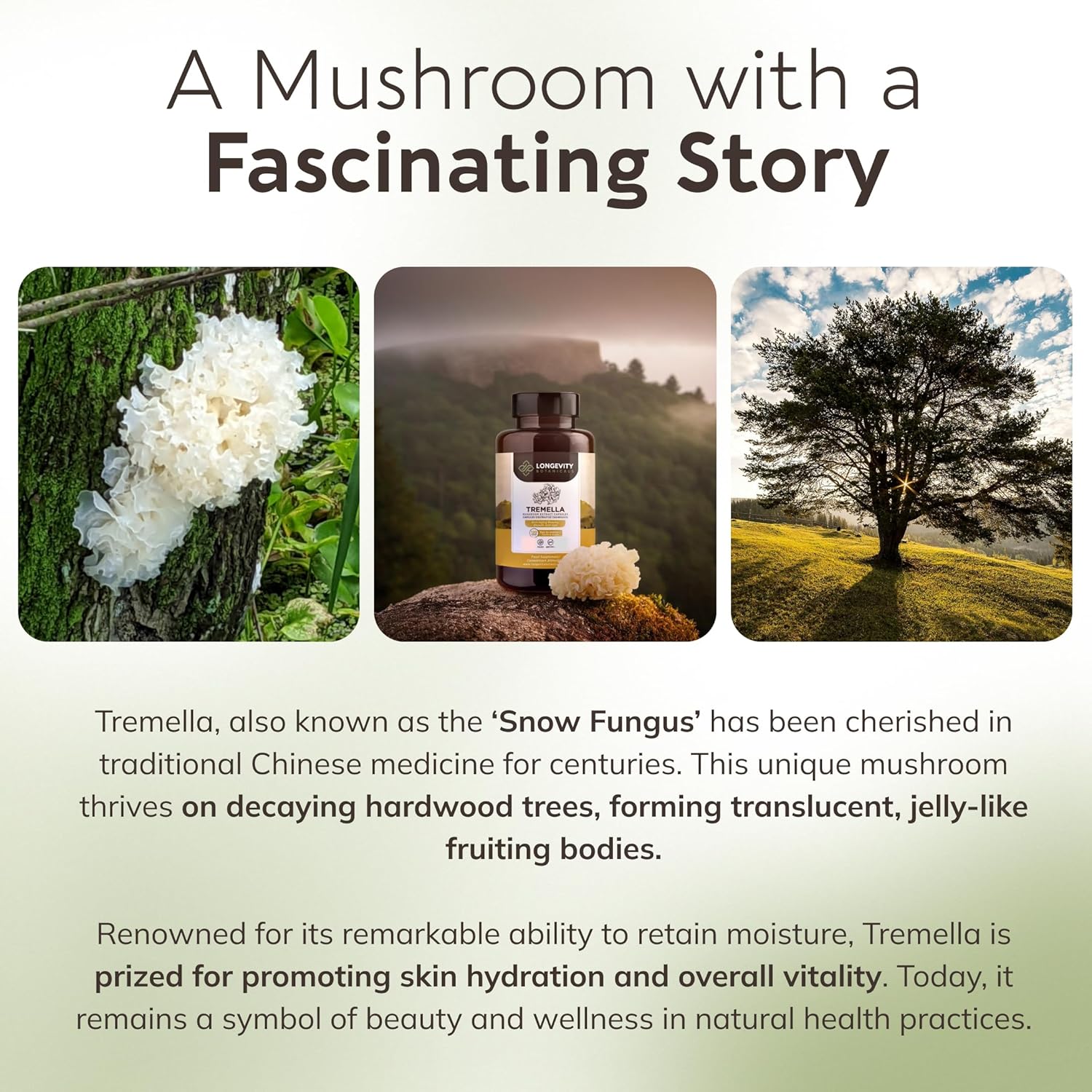 Organic Tremella Mushroom Capsules Supplement (120) | Fruiting Body 10:1 High Strength Snow Fungus Extract | 10% Beta-D Glucans | 9,000mg Raw Equivalent Per Serving | Skin Hydration & Brain Support - Image 8