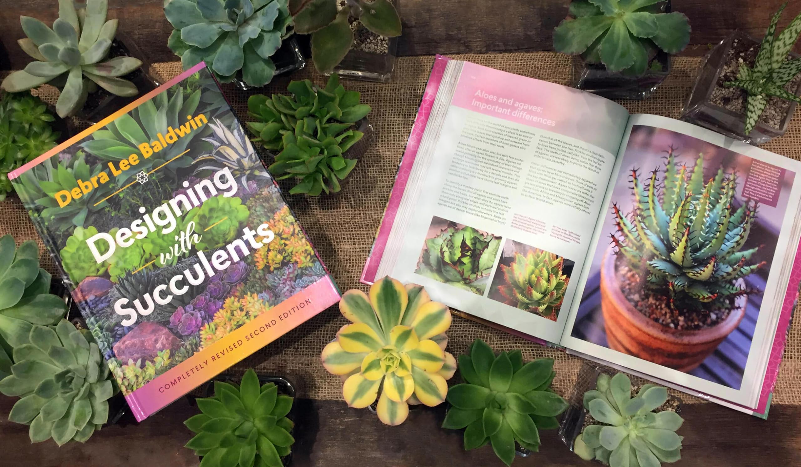 Designing with Succulents