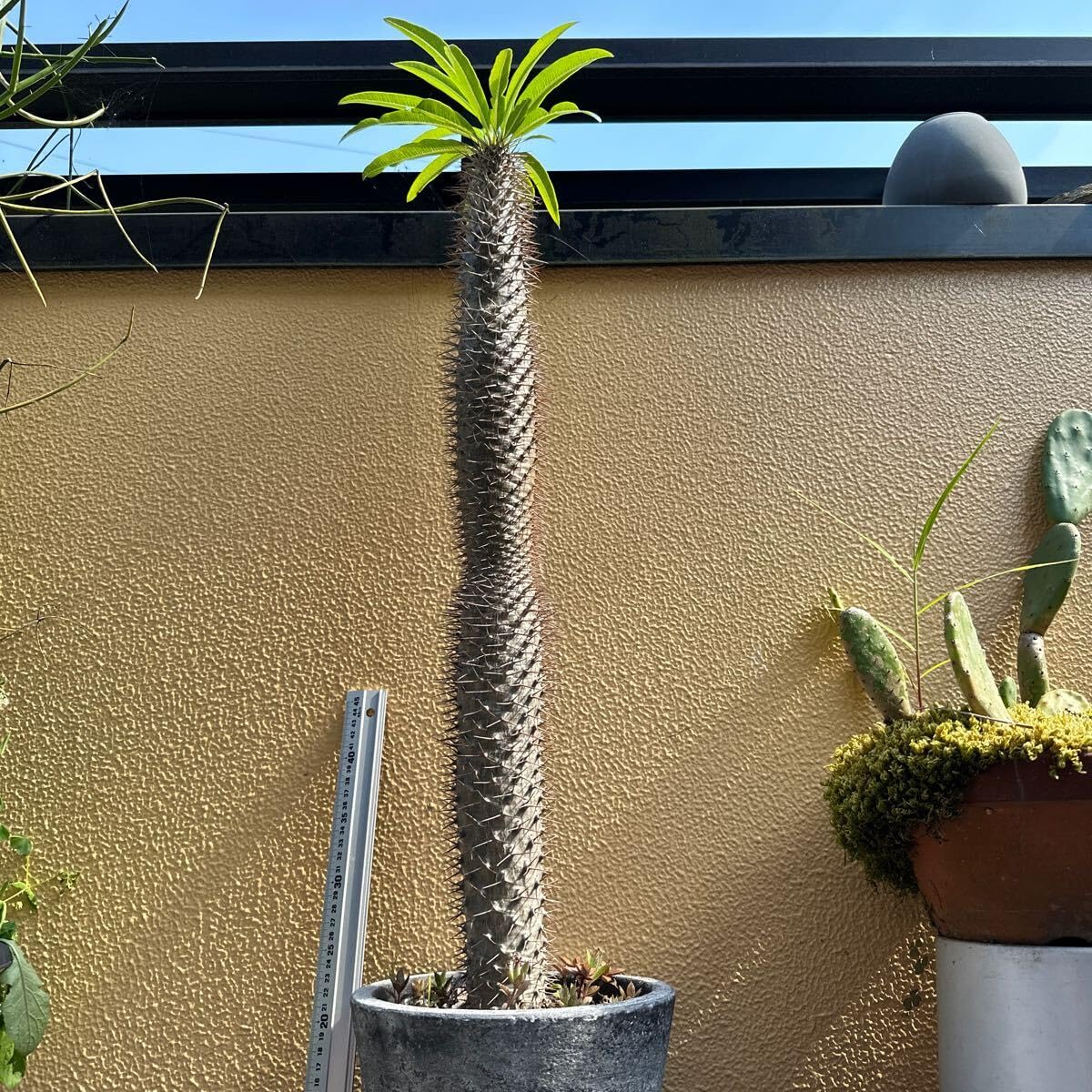 Amazon.co.jp: 超特大 塊根植物 抜き苗 パキポディウム ラメリー : ホビー