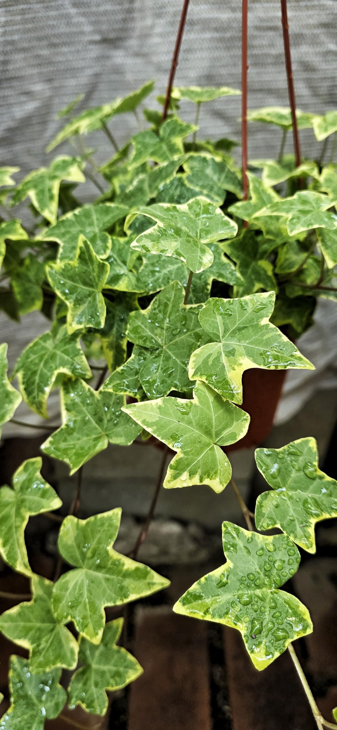 Amazon.com : English Ivy Live Plant 6" Pot Hanging Basket Gold Child -  Healthy Hedera Helix Common Ivy Indoor/Outdoor - Easy Care Houseplant  (Ships from California) : Patio, Lawn & Garden