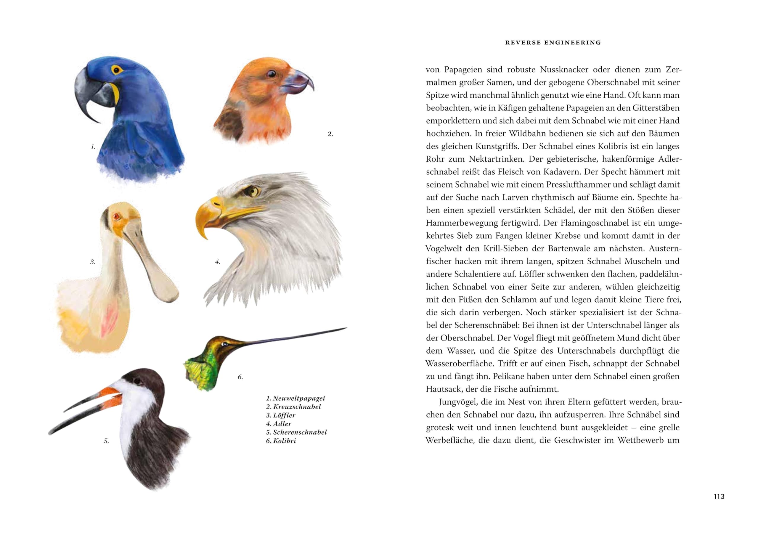 Das große Buch der Evolution: Eine neue Sicht auf die Entwicklung des Lebens
