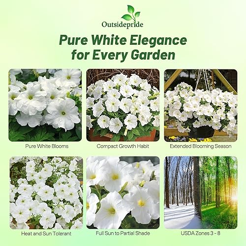 Miniatura 2 de Outsidepride Petunia Grandiflora - Plantas blancas de interior o contenedor para exteriores, cesta o flores en maceta, 500 semillas