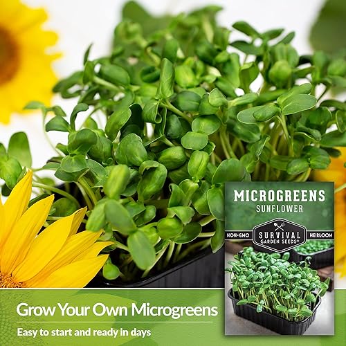 Miniatura 10 de Survival Garden Seeds Microverdes de girasol para germinar y cultivar, semillas para germinar plantas vegetales verdes de hojas en interiores,