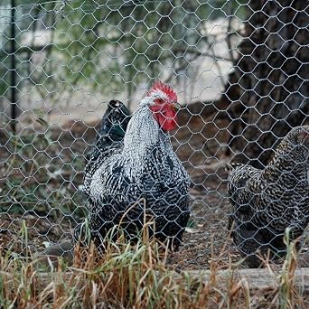 Newthinking Chicken Wire 40cm x 10m, Chicken Wire Mesh Roll for Garden