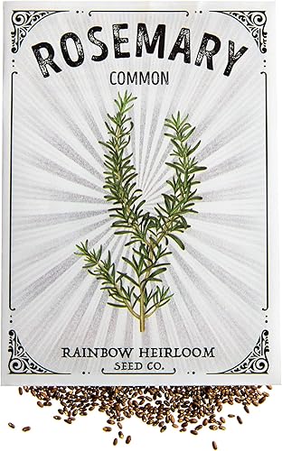 Semillas de romero para plantar  Variedad común (paquete de 400 mg - aproximadamente 200 semillas)  Semillas sin OMG y reliquia  Paquete de semillas