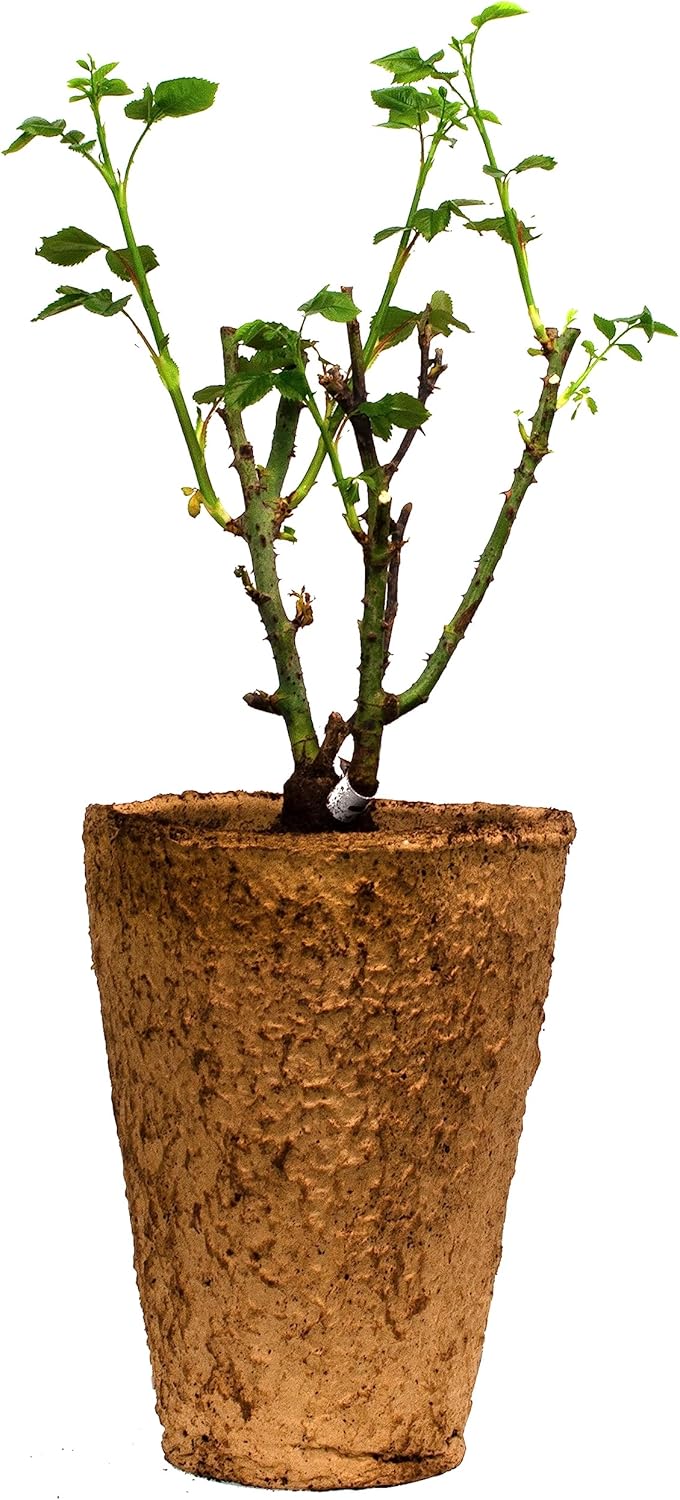 Kiss Me Kate Climbing Rose 1.5 Gal Potted Live Plant, Reblooming Fragrant Pink Flowers, Climber for Trellis, Arbor or Fence, Own Root, Stargazer Perennials