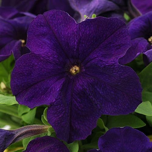 Outsidepride Petunia Alderman - Plantas de interior o contenedor para exteriores cesta o flores de maceta 5000 semillas