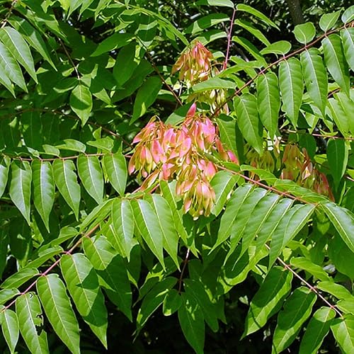Miniatura 3 de CHUXAY GARDEN Semillas de Ailanthus Altissima, semillas de árbol de zumaque chino para plantar árbol exótico raro del cielo, 10 semillas de árbol