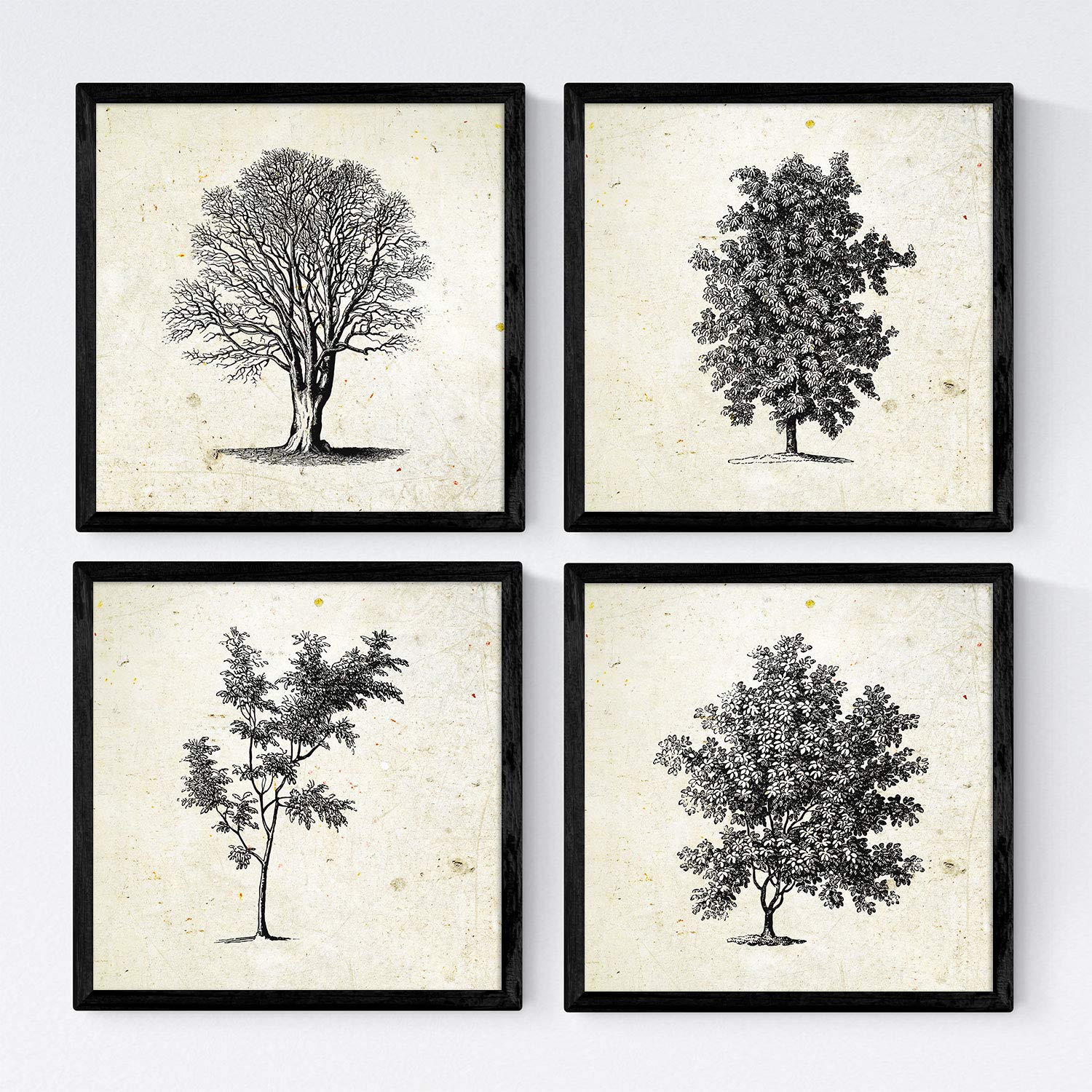 Nacnic Set de cuatro láminas de arboles. Arboles sin y con hoja en tamaño 20x20 cm, fondo papel antiguo vintage Poster papel 250 gr y tintas de alta calidad. Con Marco