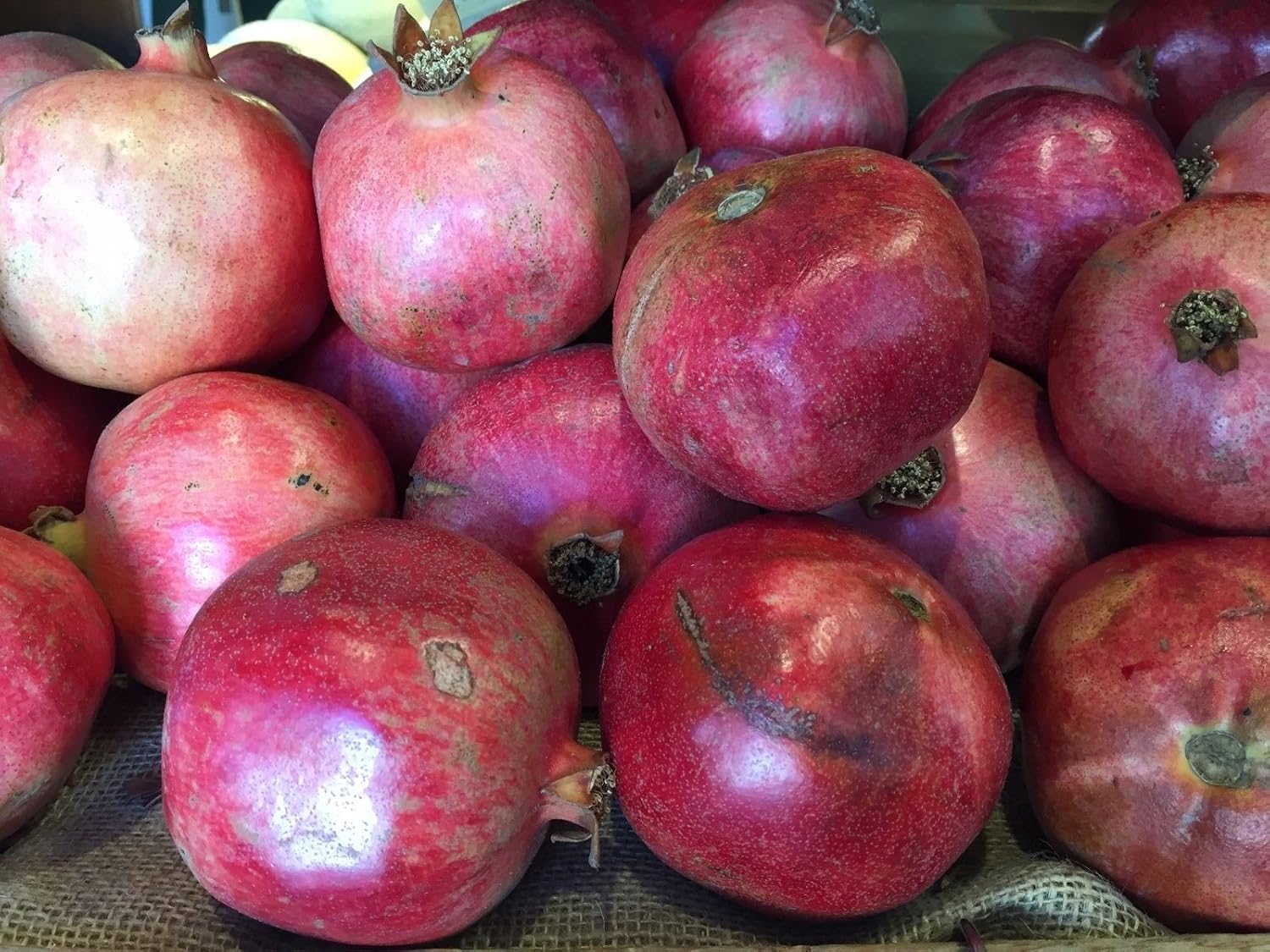 Pomegranate Wonderful, Punica granatum LIVE POTTED PLANT
