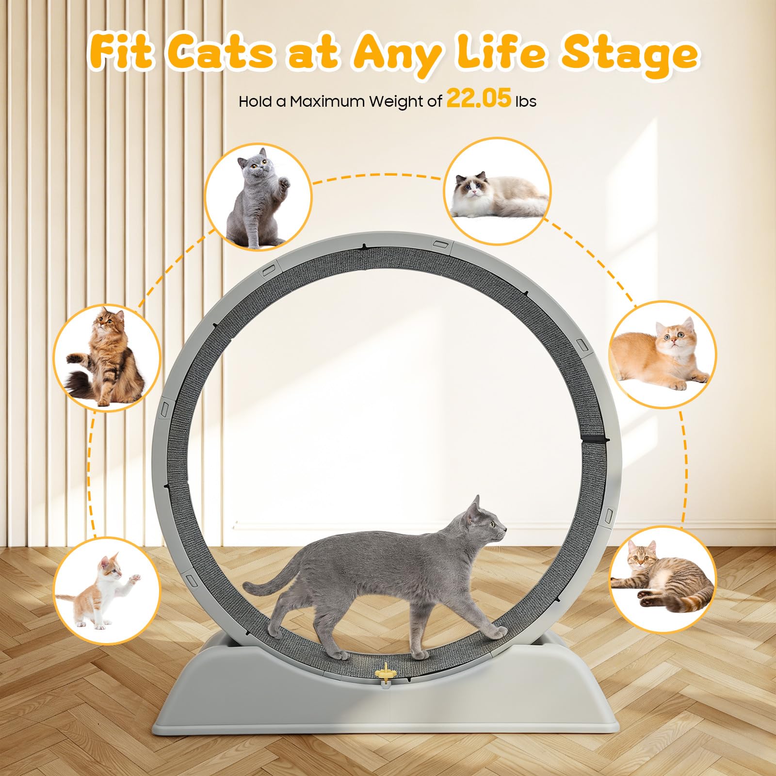 Ruota per gatti 80cm – Grande ruotas per gatti da appartamento, robusta ruota fitness con fibbia di sicurezza, tappeto e canna da pesca giocattolo – Per tutti i gatti fino a 10kg (Grigio)