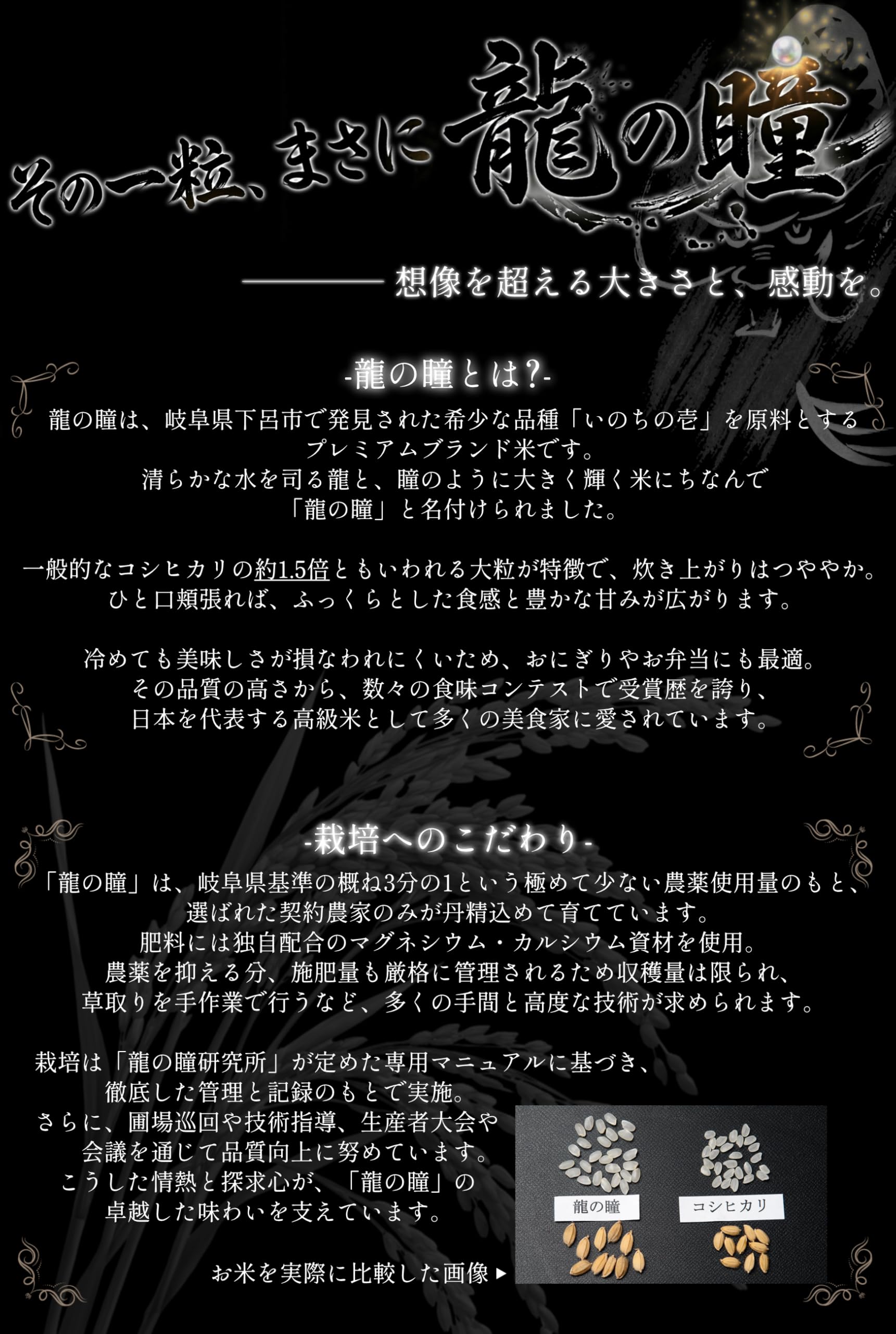 Amazon.co.jp: 【飛騨産限定】令和8年産 龍の瞳 飛騨産 発祥の地 お米