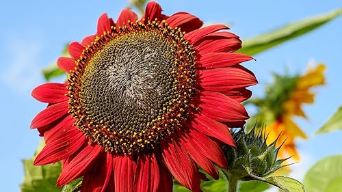 Miniatura 2 de Semillas de girasoles rojos flores anuales para plantar sin OMG