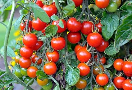 Cherry Tomato Tomatoes Vegetables Seeds