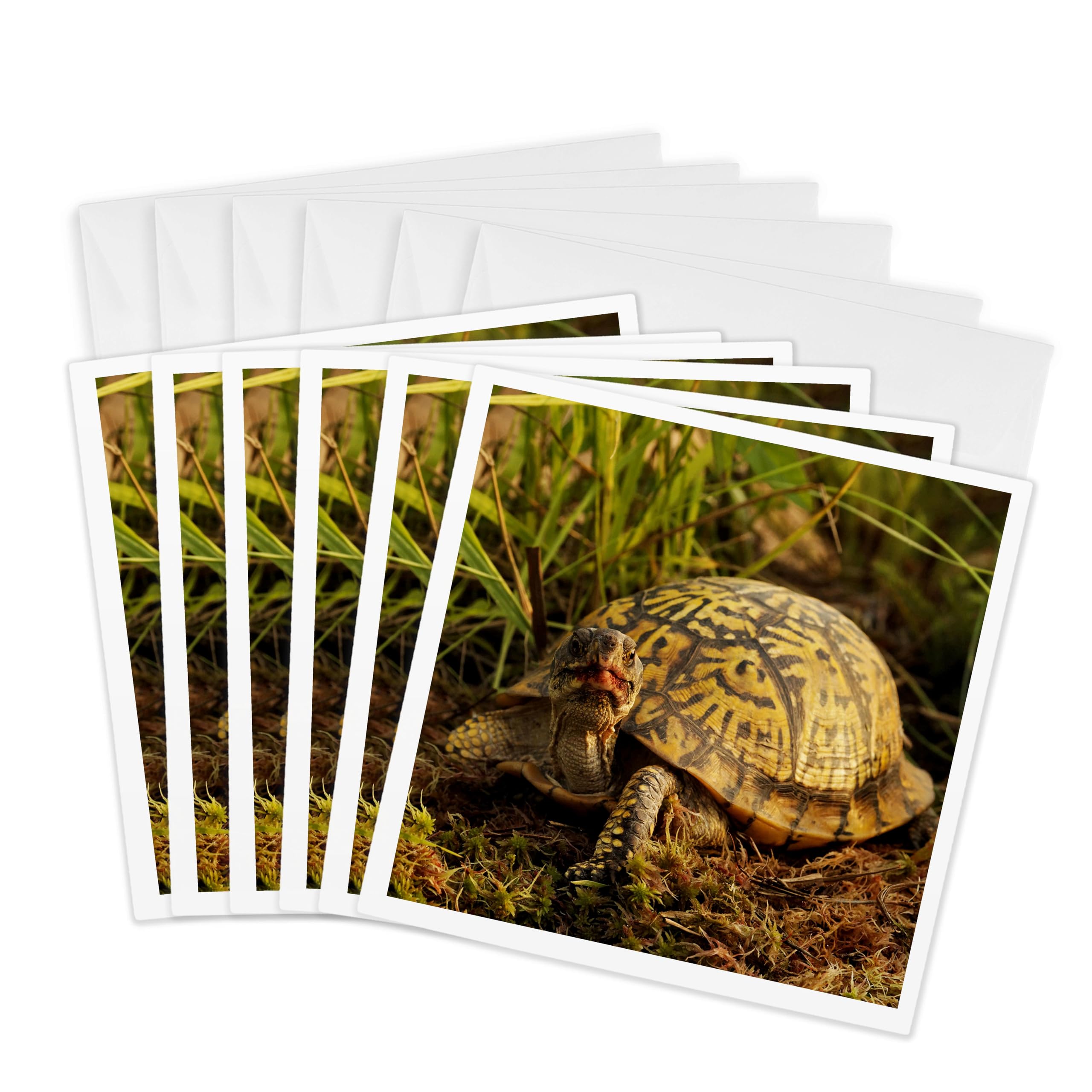 3dRose gc_91057_1 6 x 6-Inch"Eastern Box Turtle, Michigan - Us23 Aje0005 - Adam Jones" Greeting Card (Pack of 6)