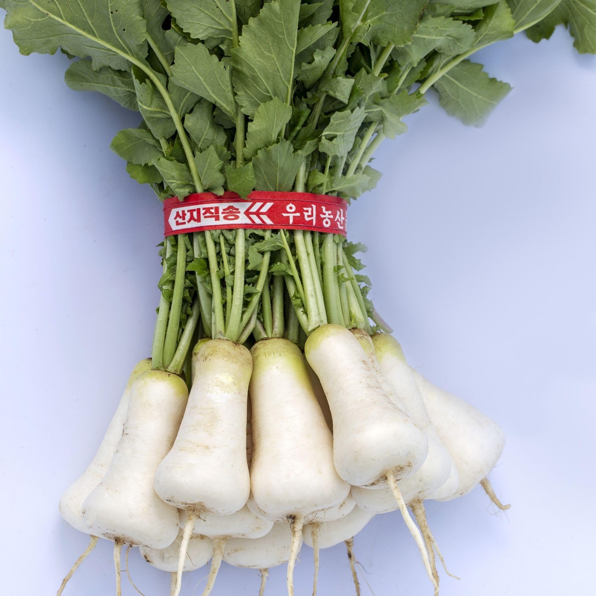 Daikon Amazon.com : Altari Dochon 89 Korean Radish 4 Oz ~28,400 Seeds