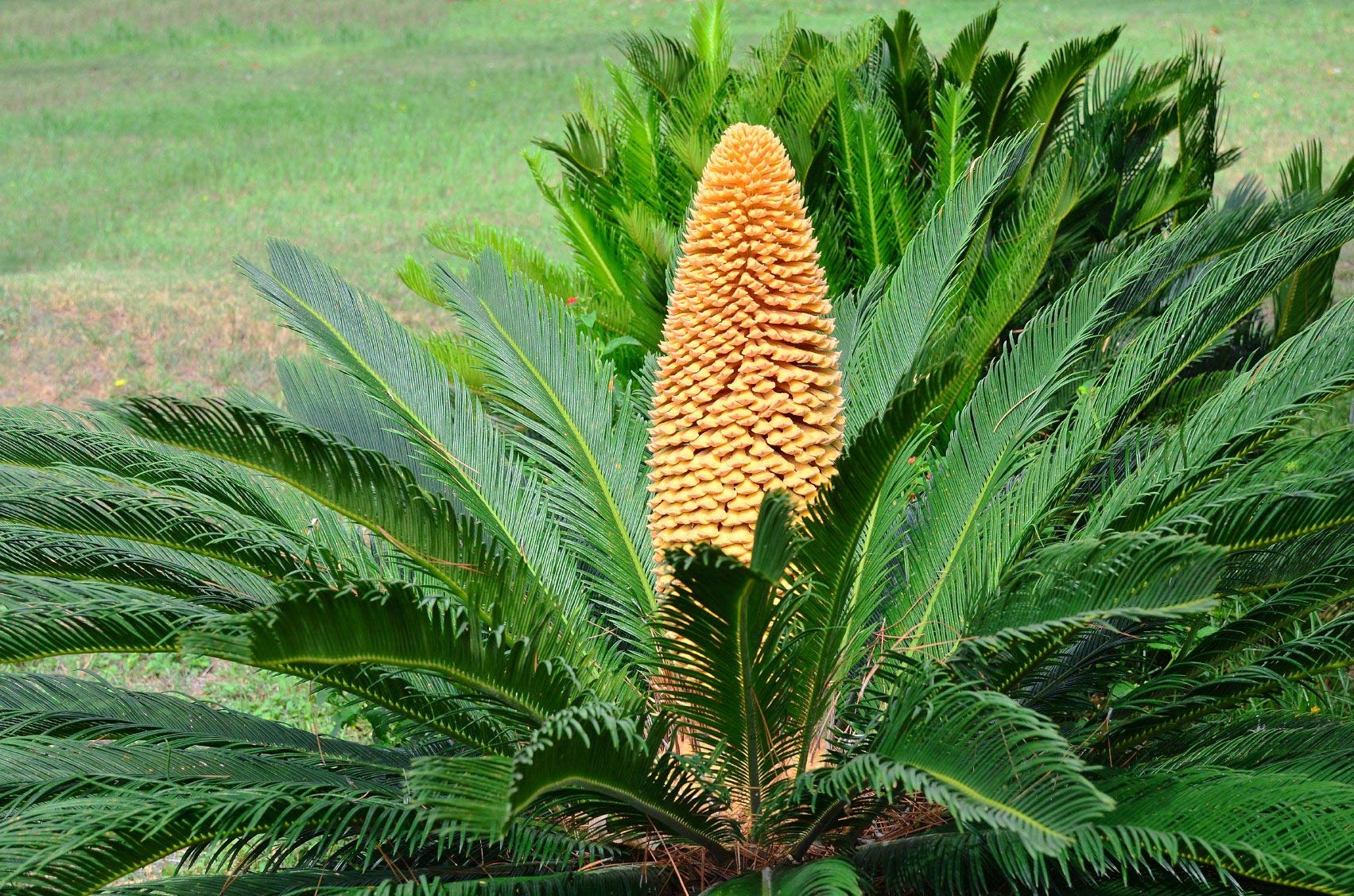 55pcs Sago Palm Tree Seeds (Cycas Revoluta)