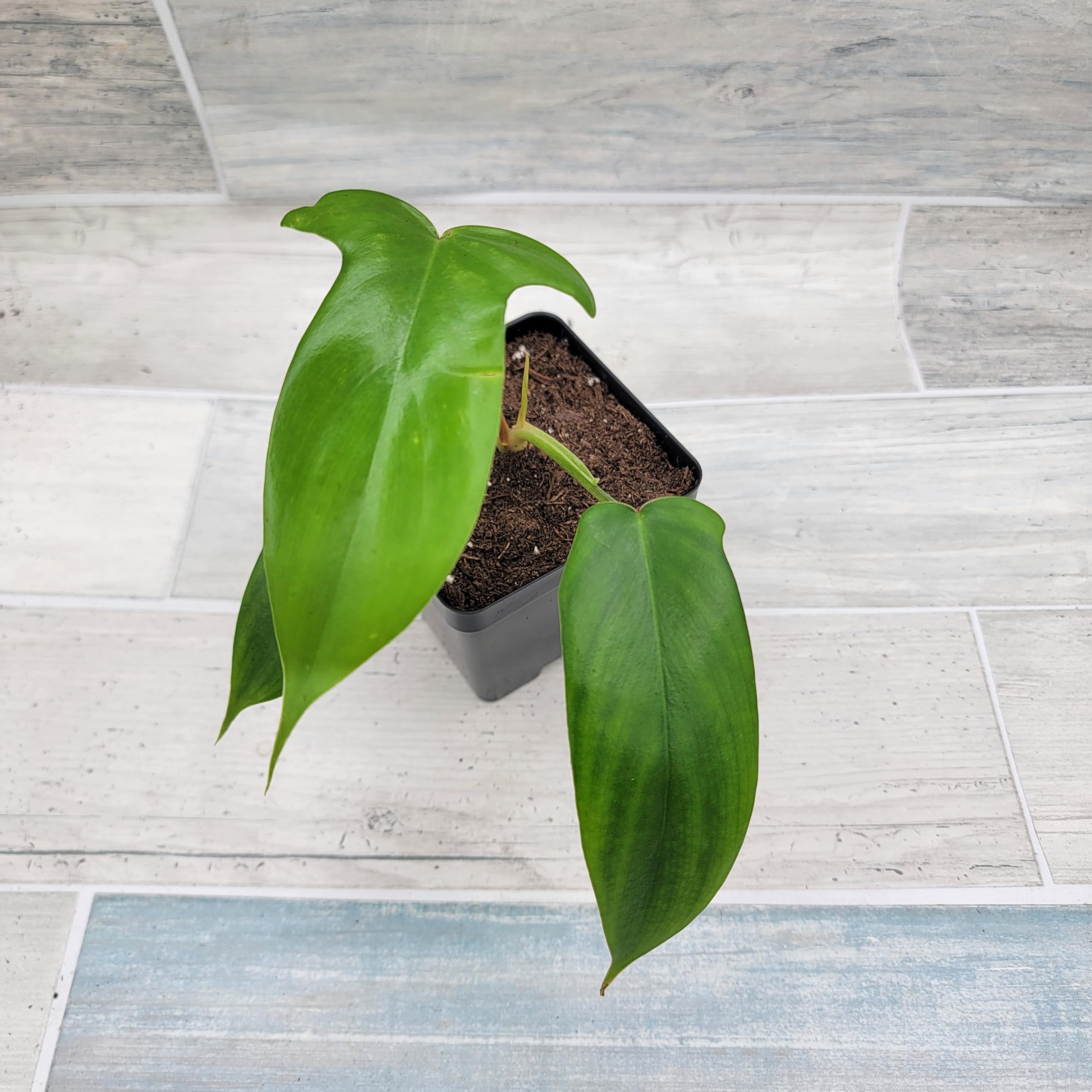 Amazon.com : Philodendron Bipennifolium aka Horse Head,Fiddleleaf, Panda  Philodendron Live Rare Exotic Tropical Indoor House Plants in 3 inch  Nursery Plant Pot by 3exoticgreen (4" Pot) : Patio, Lawn & Garden