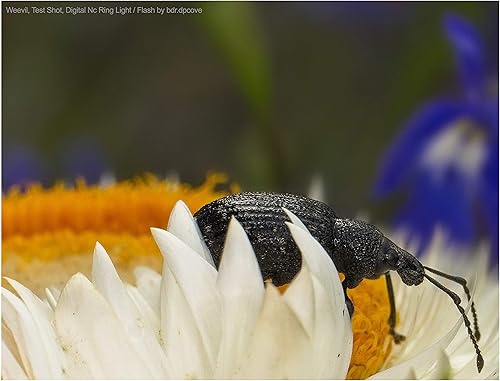Miniatura 4 de Anillo de luz LED macro dual compatible con Sony FDR-AX53 (incluye adaptador de interfaz múltiple)