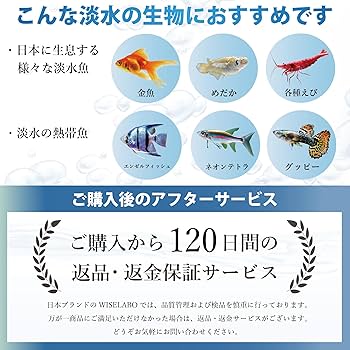 ［確認用］水生植物　苗 チャーム（ペット） （ビオトープ）水生植物 ミズトクサ（1