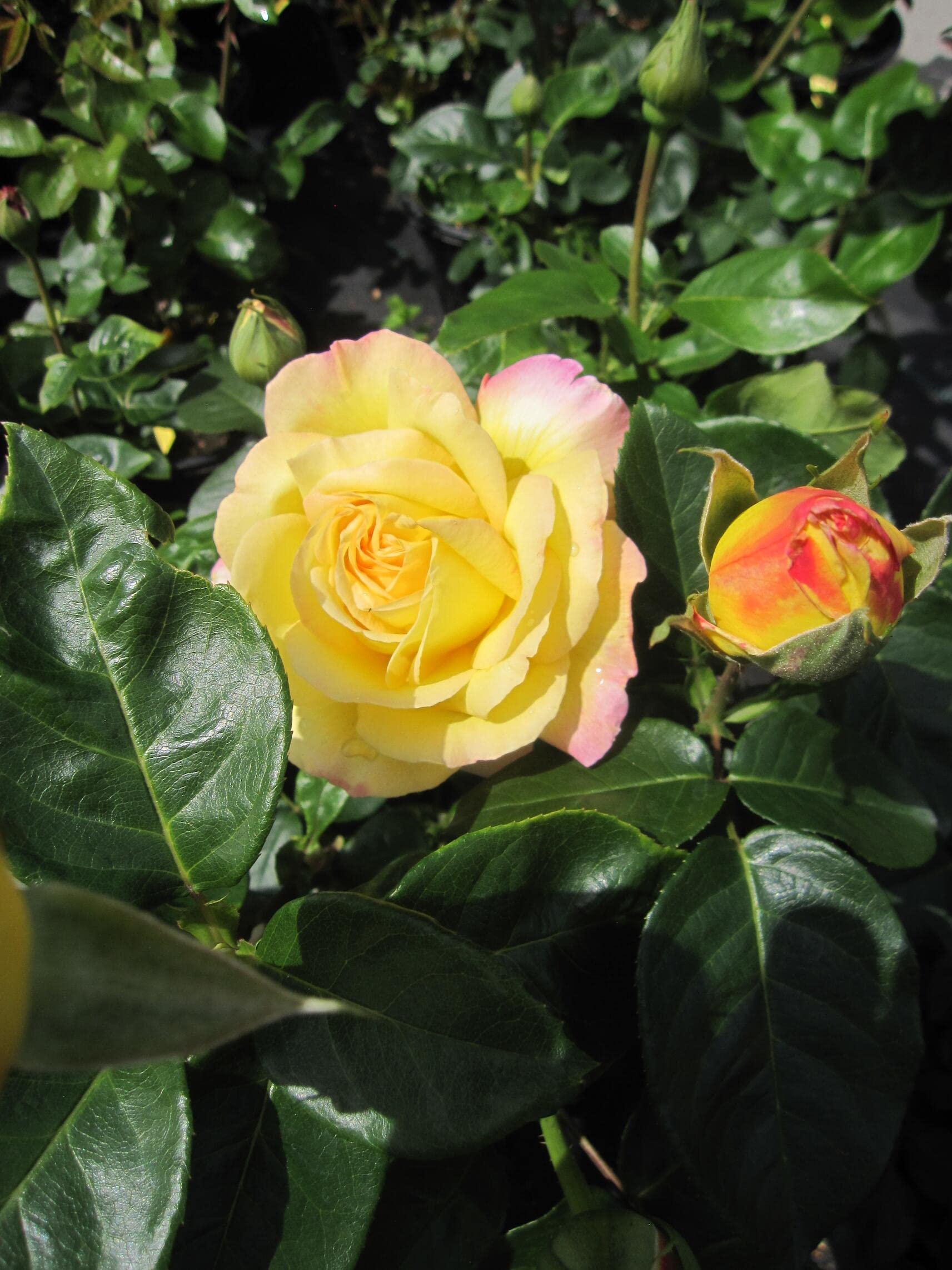 Rosa Gloria Dei - Edelrose Gloria Dei - Synonym Peace - Meilland Rose