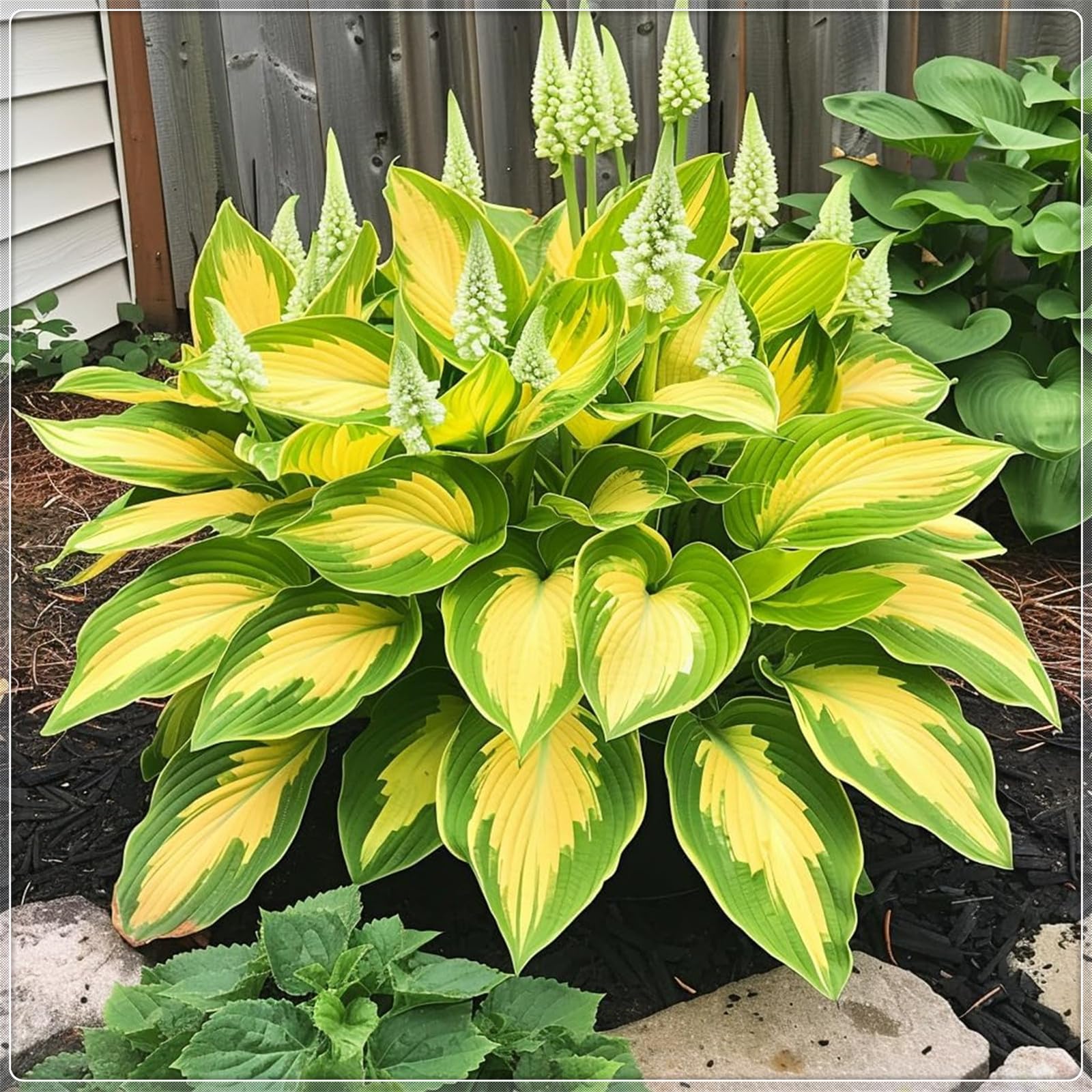 Excellent Display, Greening Flower,Hostas for Planting, Hosta Rhizome,Easy to Plant, Flowering Rhizome,Wedding Flowers, Bloom Year After Year-15 Bulbs-C — image 1