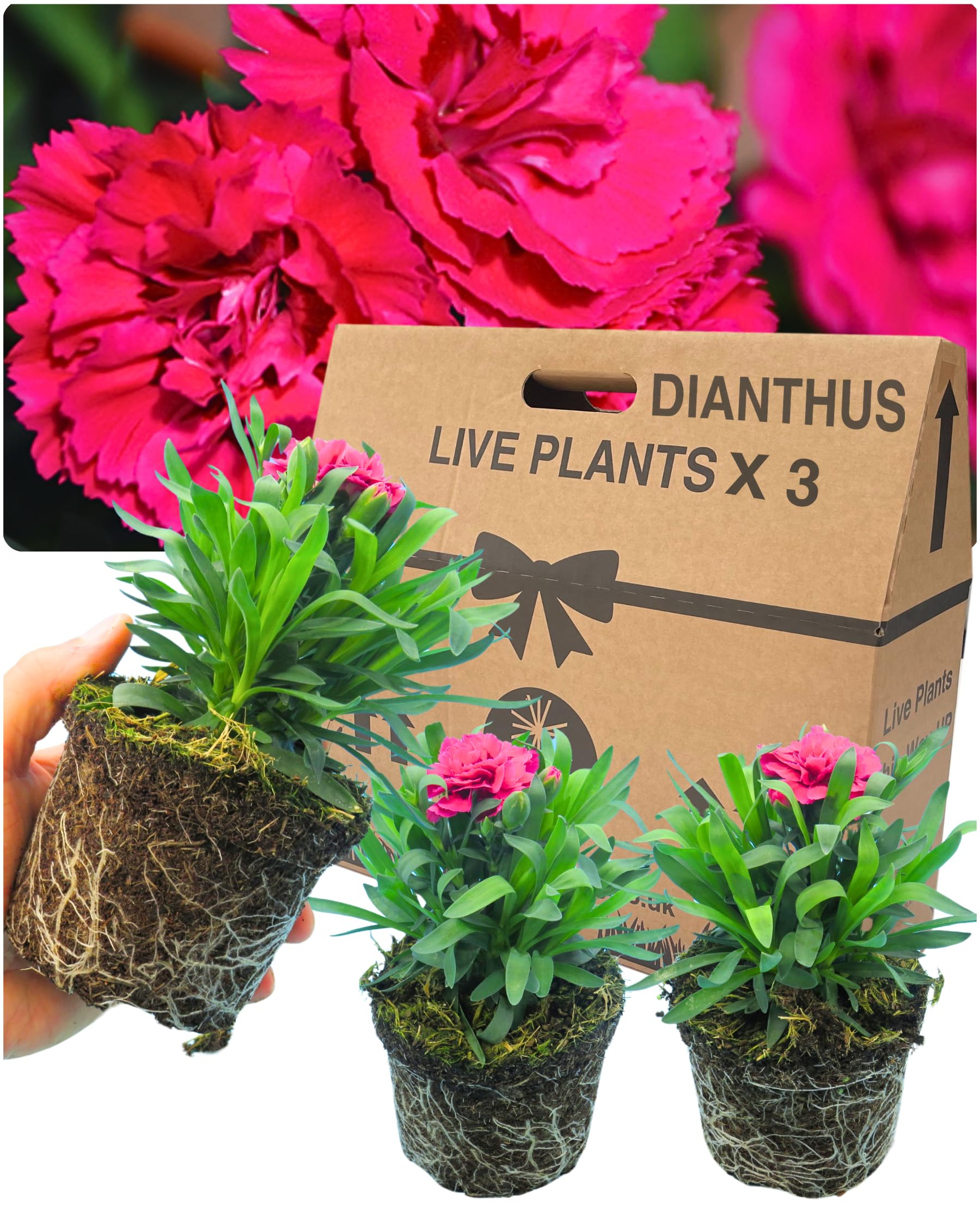 Verdant Living Oscar Dianthus Carnation Plants - Set of 3 Large & Well Established 10.5cm Rootballs. Delivered Fresh & Outdoor Garden Ready. Compact, Fragrant & Attractive Double Blooms. Rose Pink