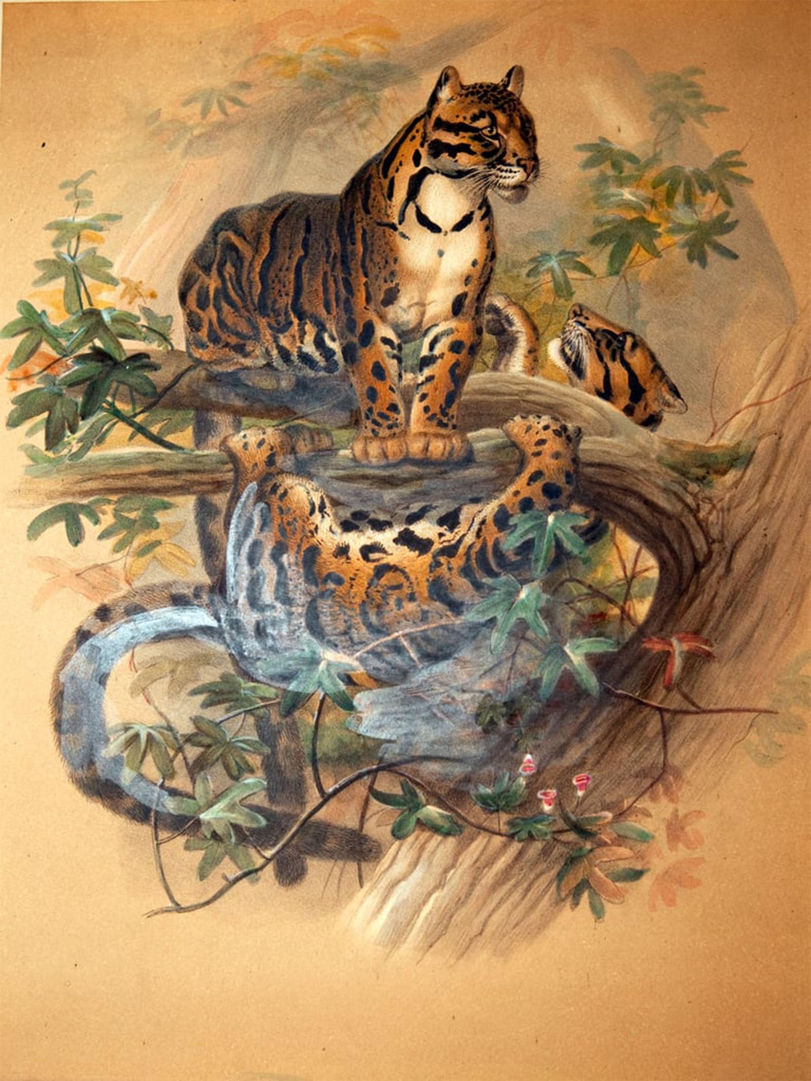 POSTERIIk Famous Print Pop Art Wall Art Graffiti Clouded Leopard by Wolf Art Prints for Home Decor 60x90cm