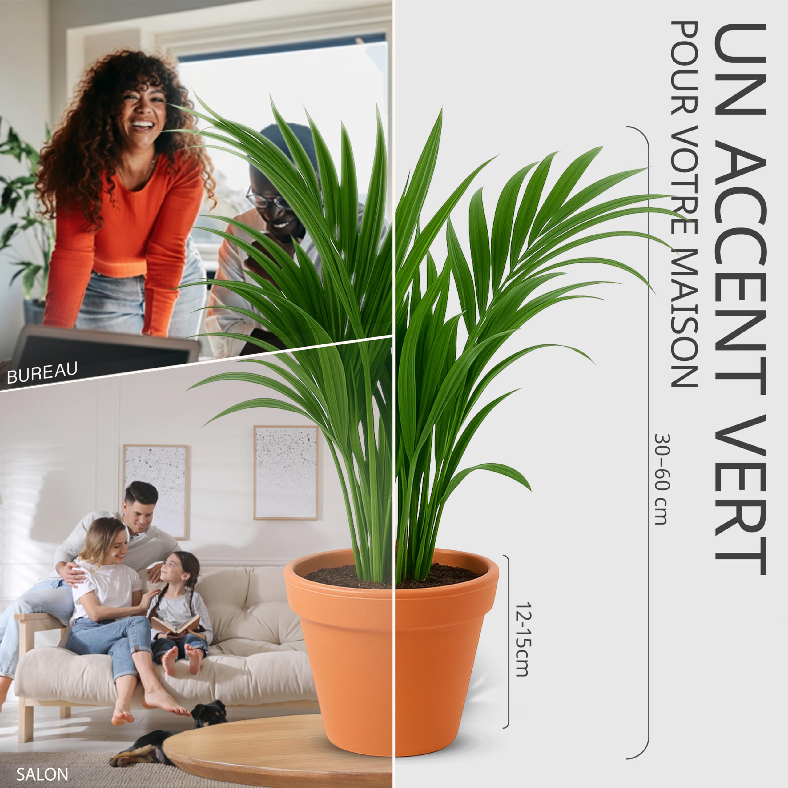 Lot de 4 plantes surprises | +/- 40-70cm | Pot de ø 12-15cm | Plantes pour la maison et le bureau, qualité du professionnel, livraison rapide, végétalisation intérieure