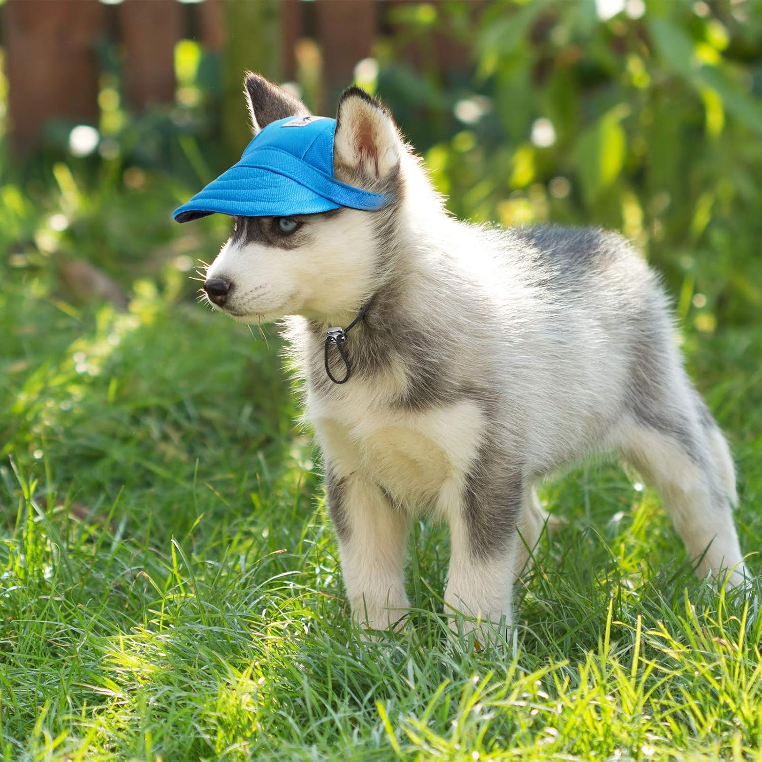 2 Pieces Dog Baseball Caps Dog Visor Hats Pet Outdoor Sports Hats with Ear Holes and Sun Protection Pet Baseball Caps with Adjustable Chin Strap for Extra Small Dogs (Red, Blue,) : Pet Supplies