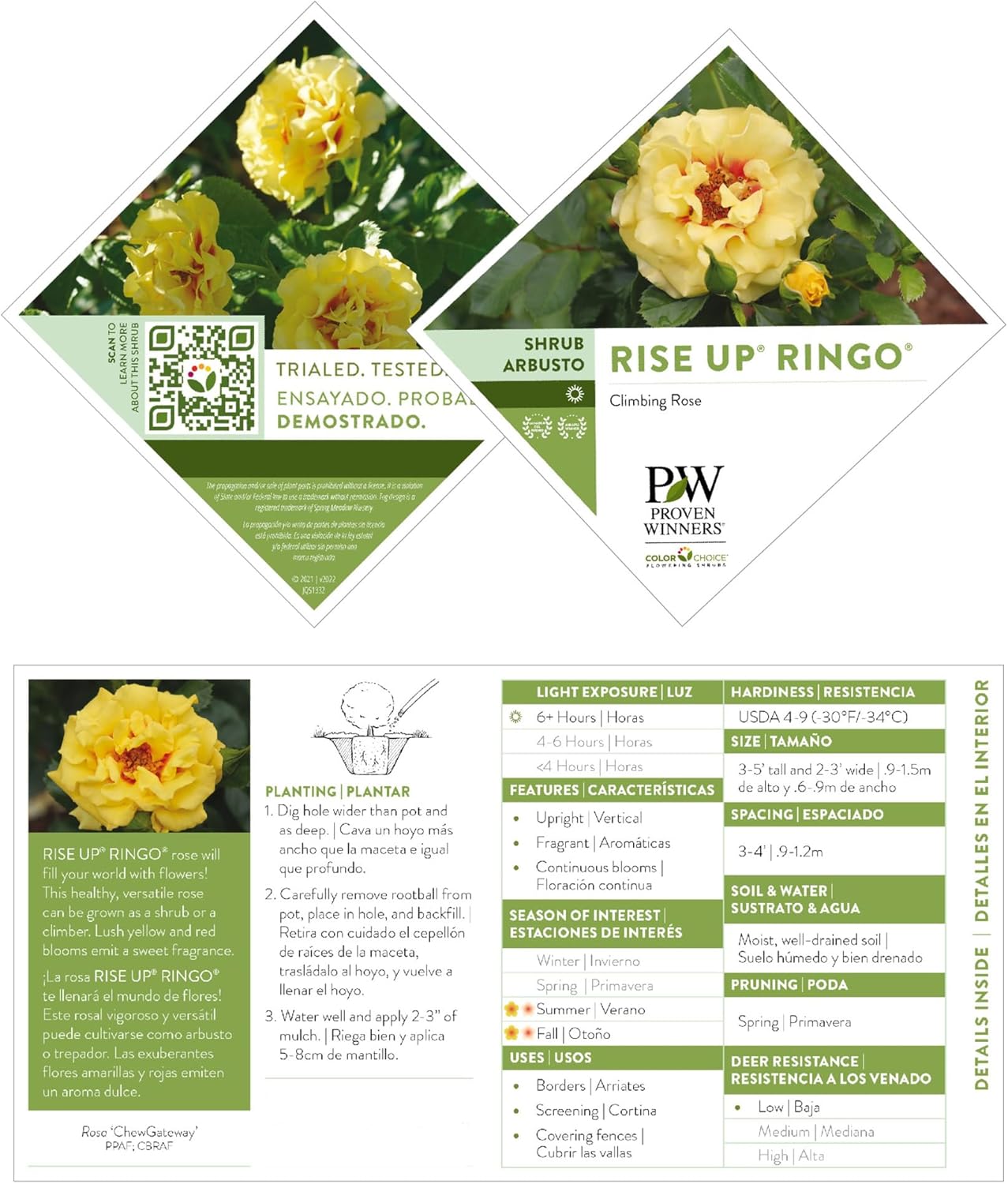 Proven Winners 2 Gal. Rise Up Ringo Climbing Rose Shrub