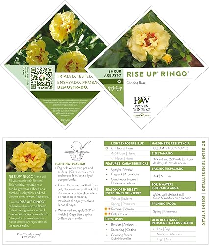 Miniatura 7 de s 2 Gal. Rise Up Ringo Escalando Rosa Arbusto