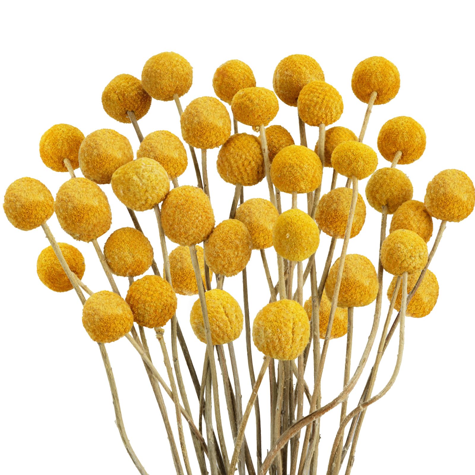 VirtuGro 30pcs Natural Dried Flowers