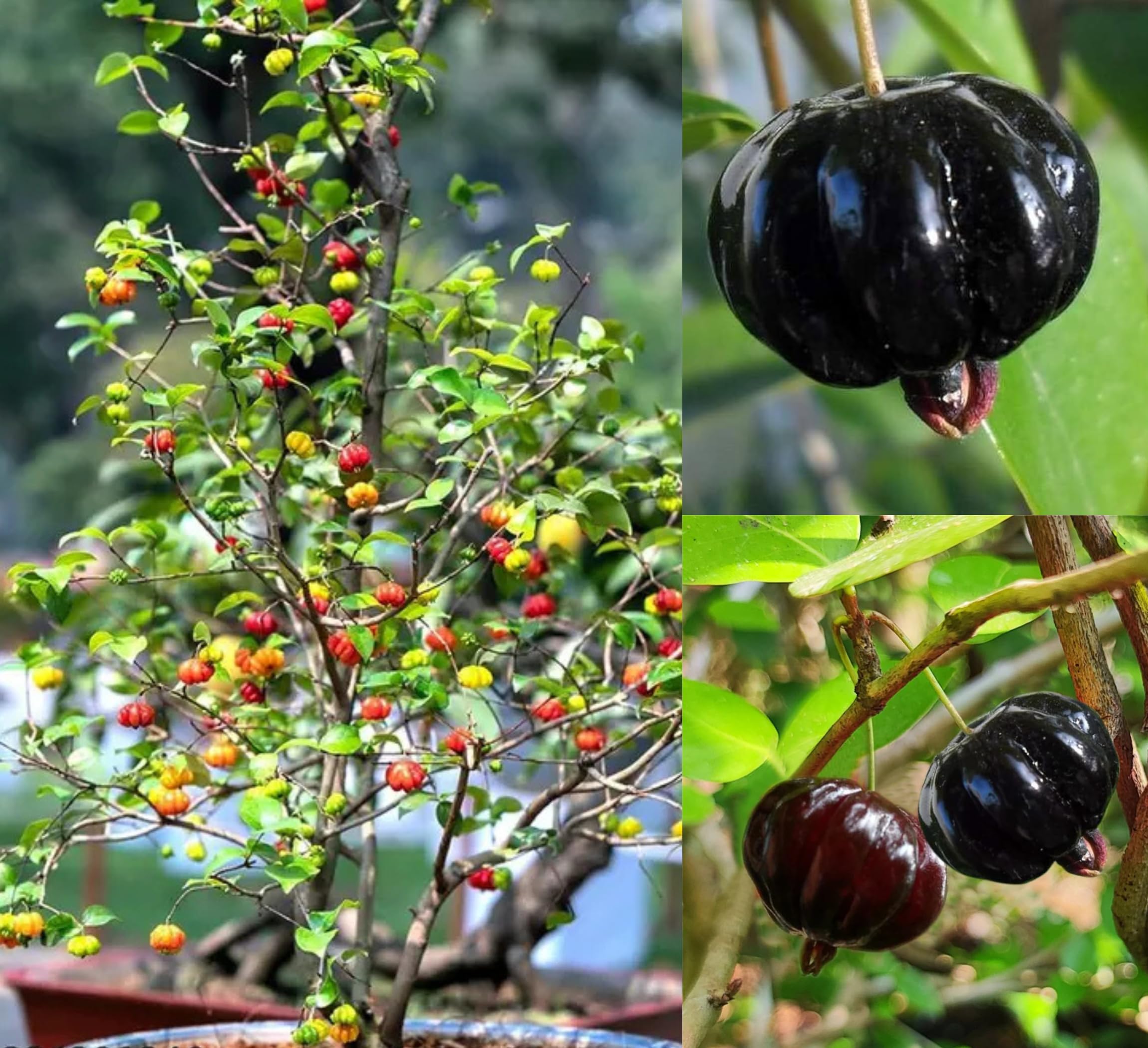 All Time Egg Fruit Plant - Live Grafted Tree -11
