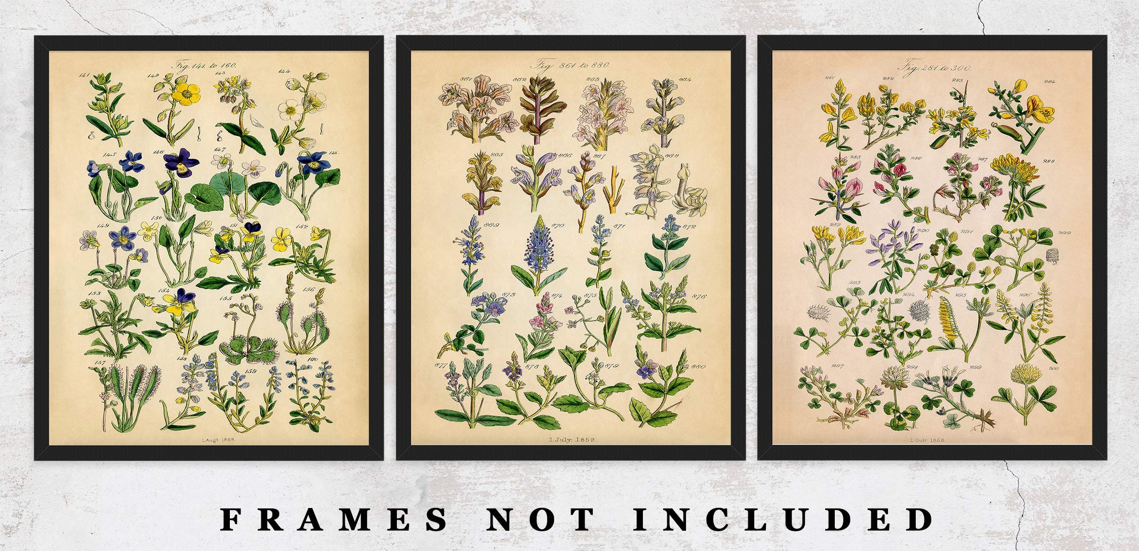 Vintage Wildflowers: Botanical Farmhouse Wall Art Poster Print, Boho Flower Decoration Prints, Aesthetic Floral Pictures for Bedroom, Bathroom, Kitchen & Office Decor | Set of 3 Unframed Posters 8x10
