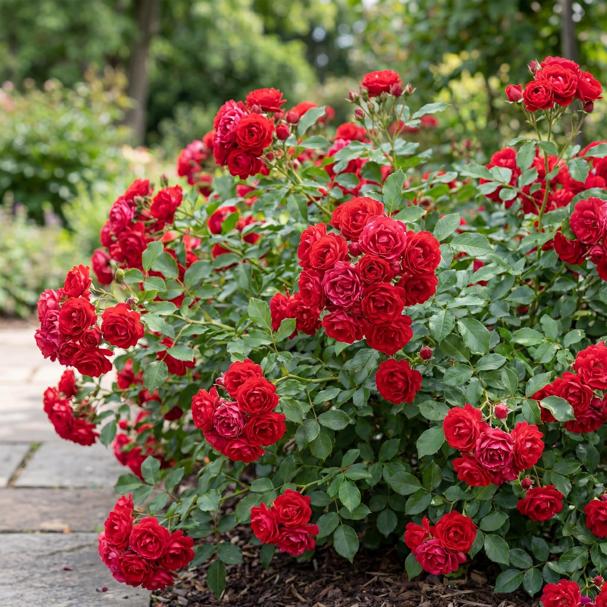 Gartenrose Rosa The Fairy Rot 3er Set – winterhart
