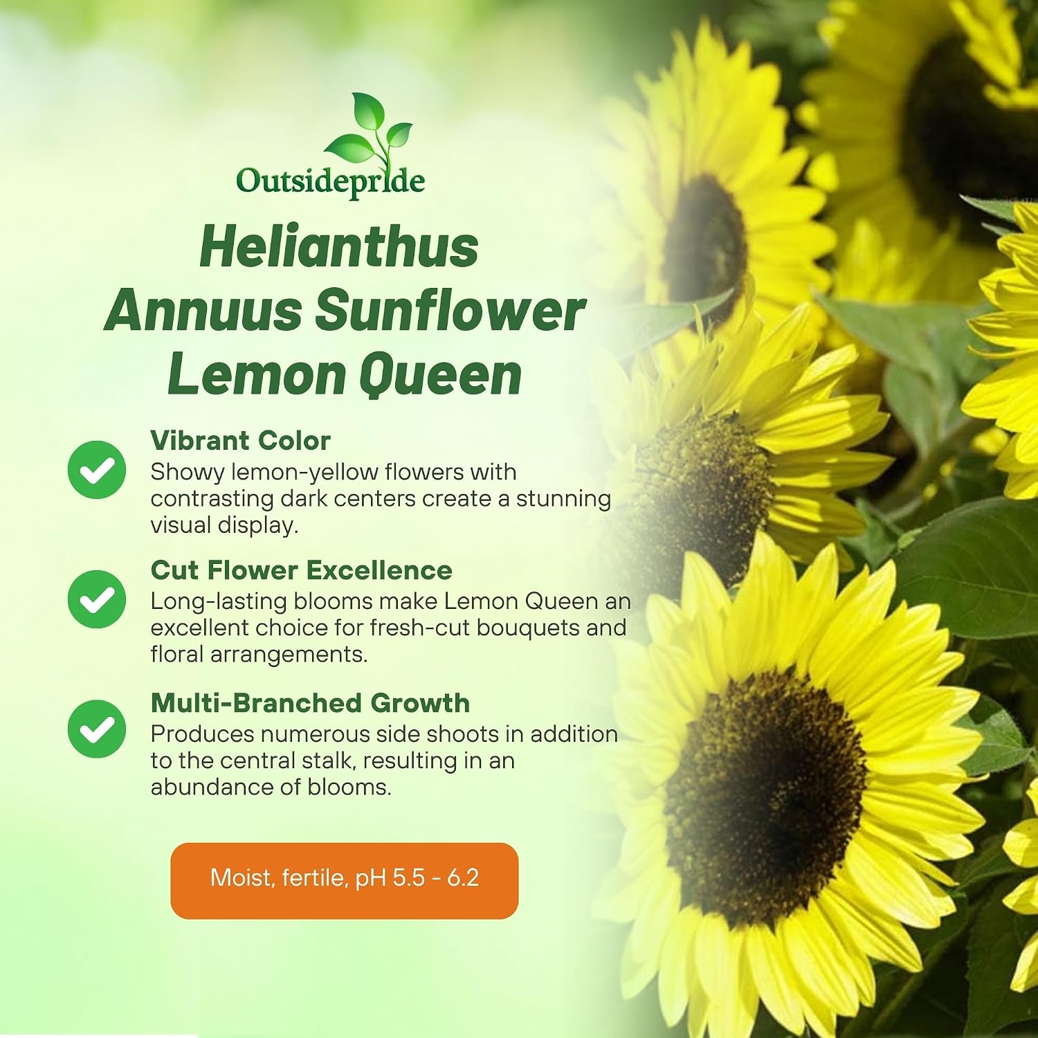 Outsidepride Lemon Queen Sunflower Seeds for Planting - 1 Lb. Annual, Easy to Grow Flower Seeds w/Vibrant, Abundant Blooms for Cut Flower Arrangements & Pollinator & Vegetable Gardens