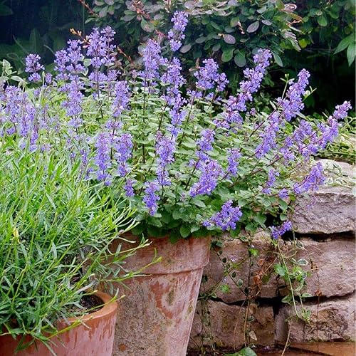 Miniatura 3 de Semillas de las Catmint azul Wonder-Nepeta mussinii Compact calor tolerante perenne