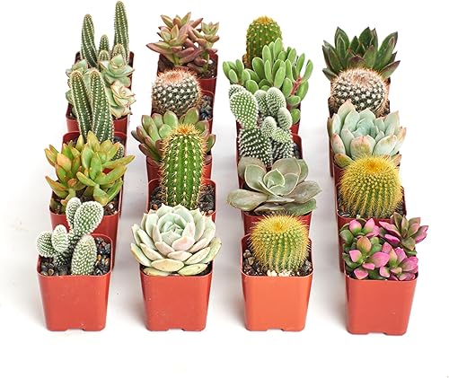 Shop Succulents Mini cactus y plantas suculentas de alta calidad en macetas de 2 pulgadas, jardinería interior o exterior de fácil cuidado,