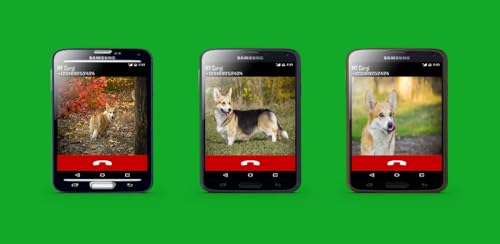 Corgi Fake Call Prank ( Funny Pet Calling Prank ) - Gag fake Prank Call from Welsh Corgi Dogs - Fake