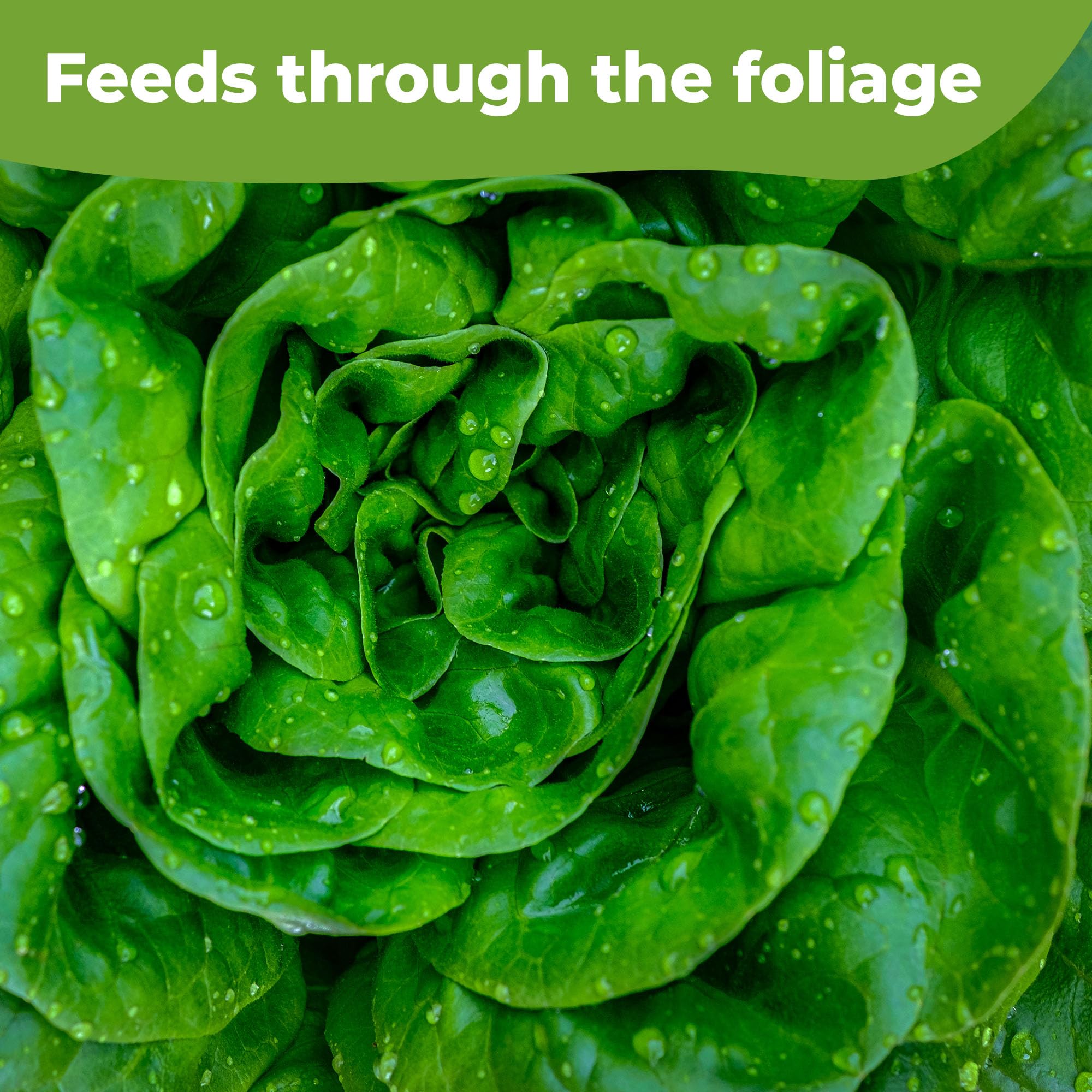 Amazon.com : Premium Lettuce and Leafy Greens Fertilizer by Perfect Plants  | Liquid Spray Plant Food for Outdoor and Indoor Gardens | Professional  Spray Fertilizer 10-0-10 (8 fl oz) : Patio, Lawn & Garden