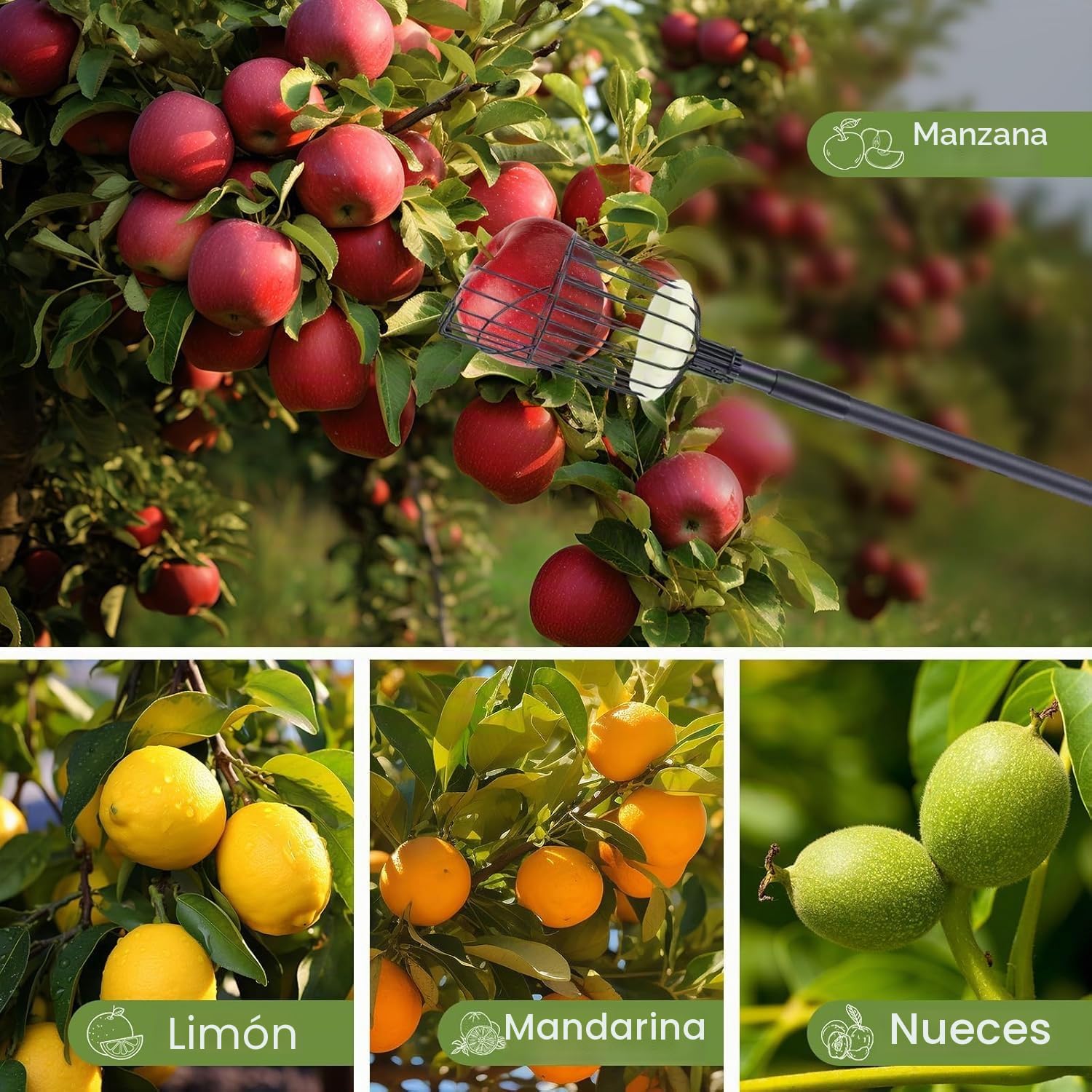 Recogedor de Frutas Ajustable de 115cm a 329cm, Recolector de Frutas, Palo para Recoger Manzanas, Duraznos,Peras