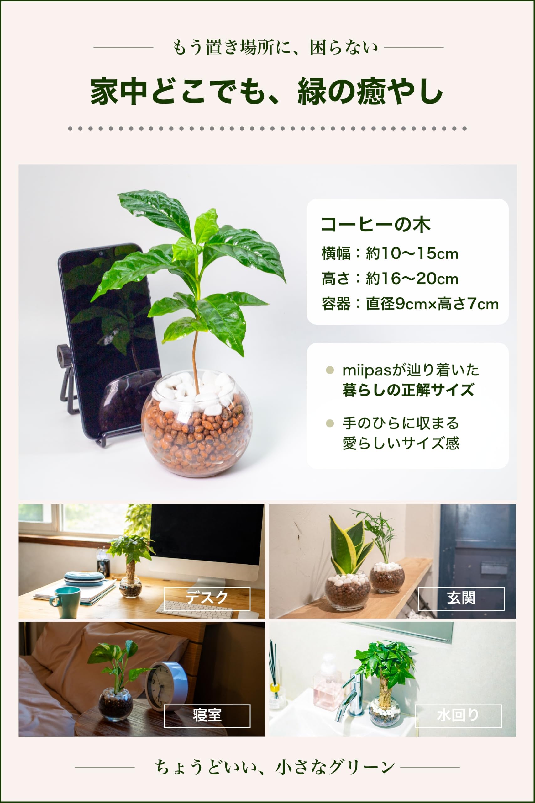 Amazon｜miipas コーヒーの木 観葉植物 本物 ミニ ハイドロカルチャー