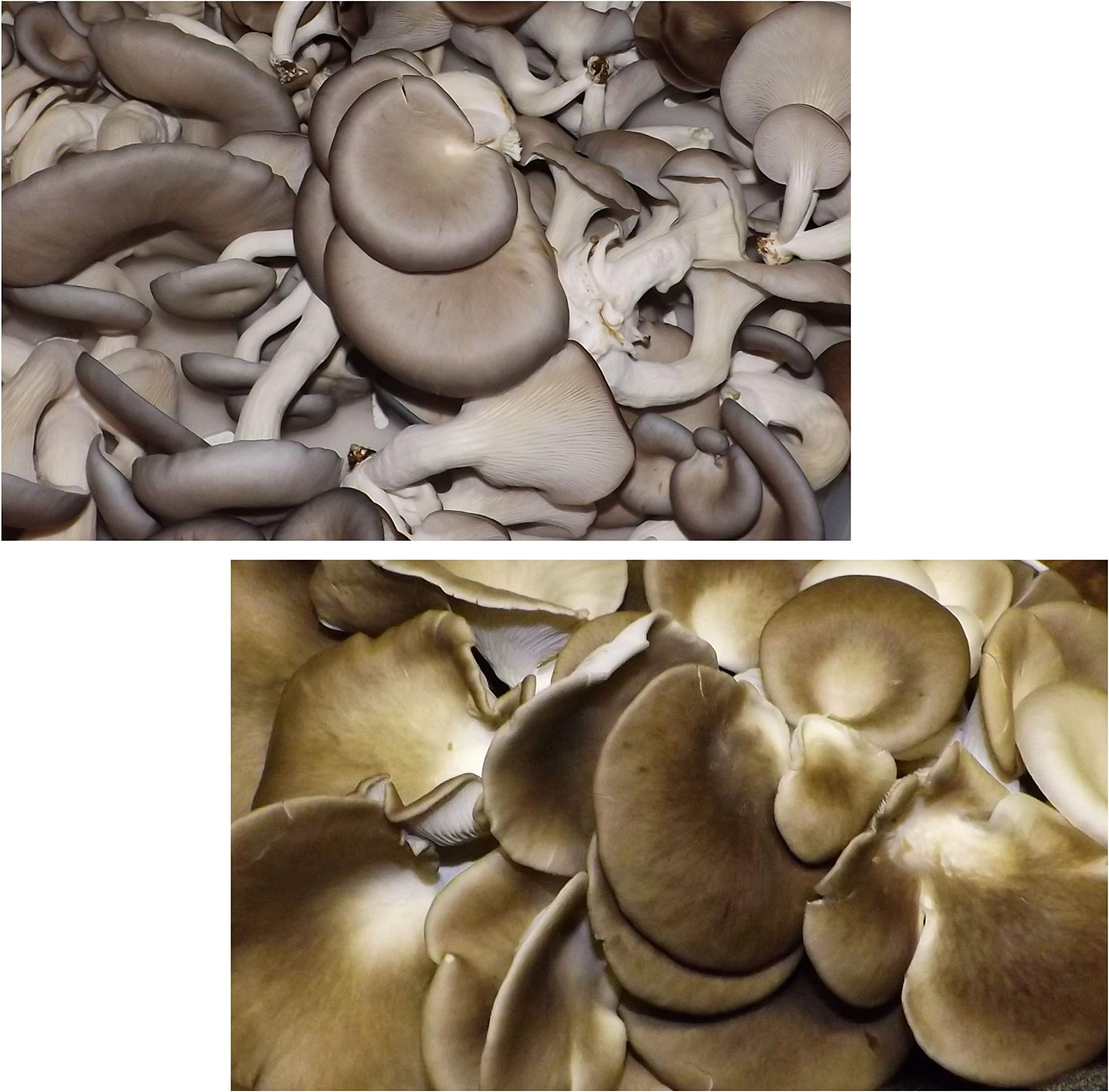 Oyster Mushroom Growing Kit ~ Easy to Grow Your Own FRESH Mushrooms!