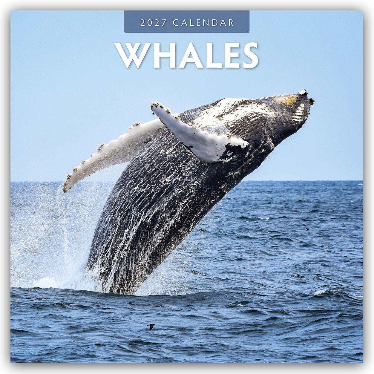 Whales 2027 Square Wall Calendar: Original Red Robin Publishing Ltd-Kalender [Mehrsprachig] [Kalender]