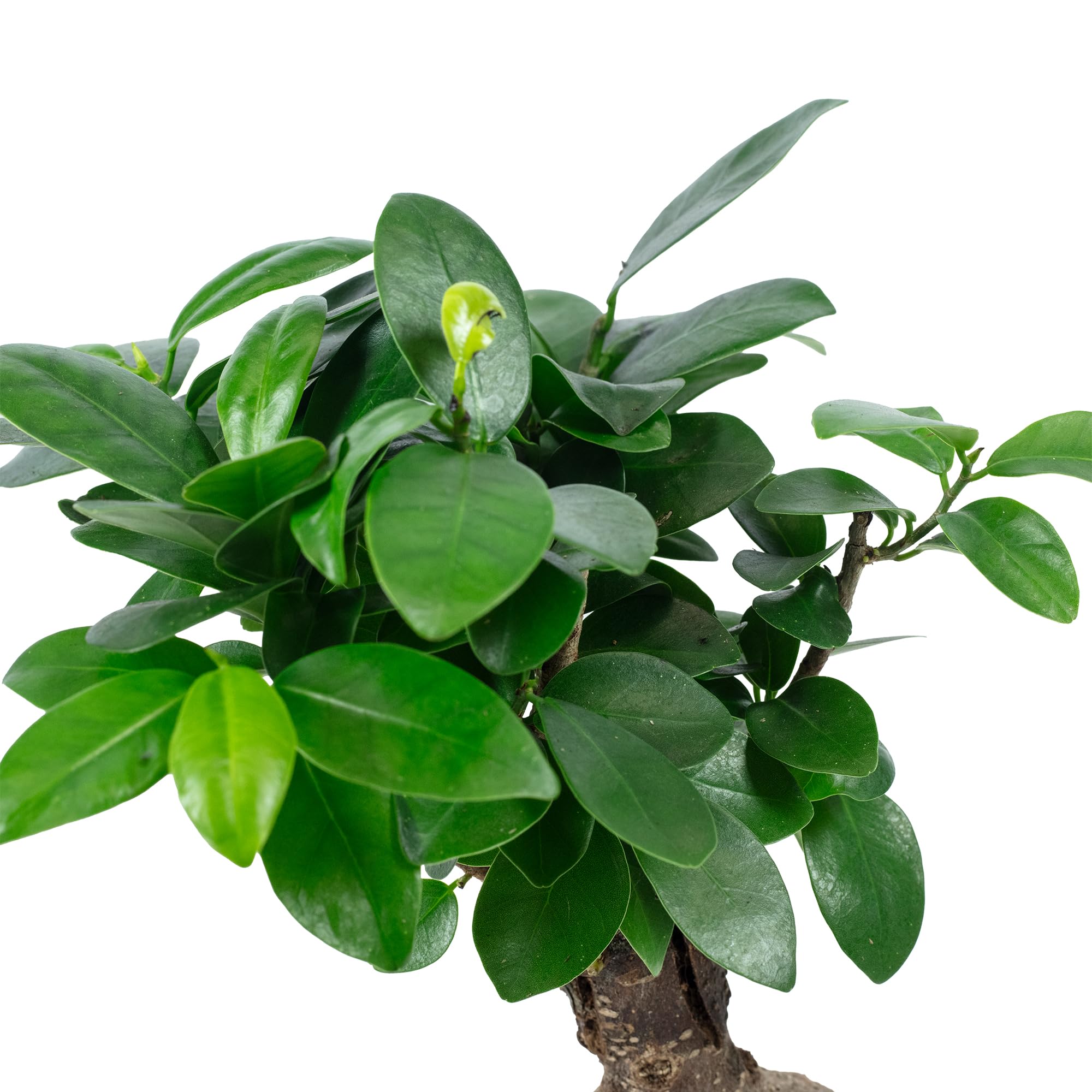 Chinesische Feige - pflegeleichte Zimmerpflanze, Ficus Ginseng - Höhe ca. 25 cm, Topf-Ø 12 cm