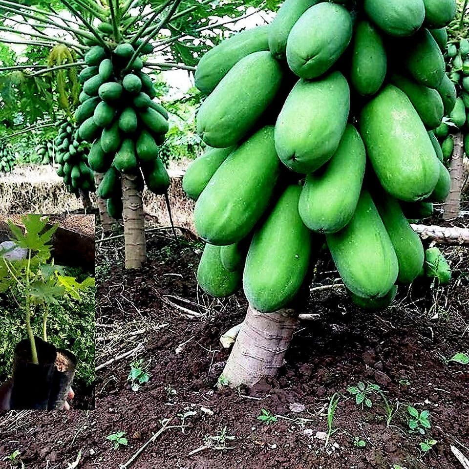 Miniatura 4 de 3 paquetes de semillas de árbol enano solo WAIMANALO (Carica Papaya) Papaya enana semillas de papaya enana enana enana semillas de papaya enana